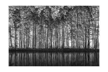 Black White Forest Reflections | Poster - Passepartout