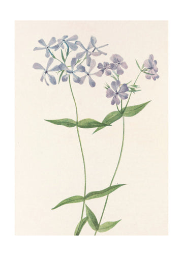 Blue Phlox From North American Wildflowers (1925) By Mary Vaux Walcott. | Poster - Passepartout