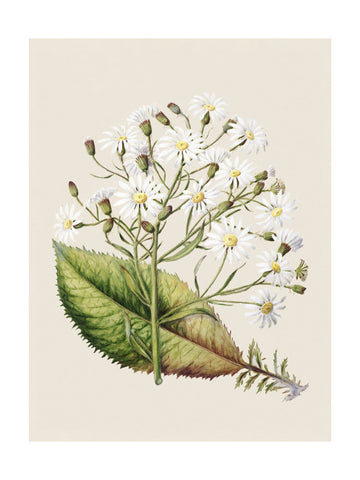Senecio Hectori Drawn By Sarah Featon (1848–1927) | Poster - Passepartout
