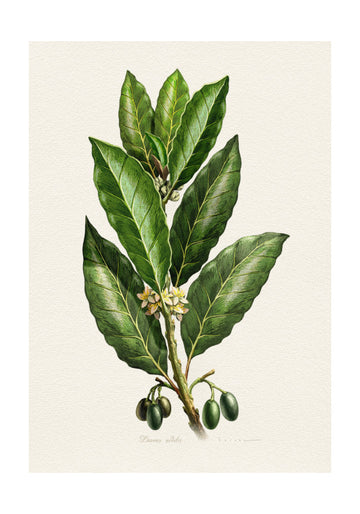Botanical Leaves and Fruit | Poster - Passepartout