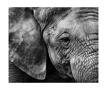 Textured Elephant Portrait | Poster - Passepartout