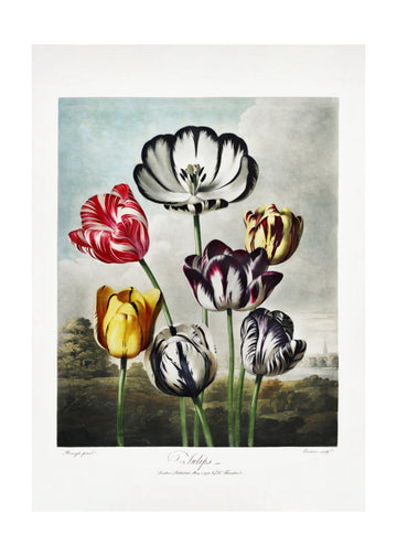 Tulips from The Temple of Flora (1807) | Poster - Passepartout