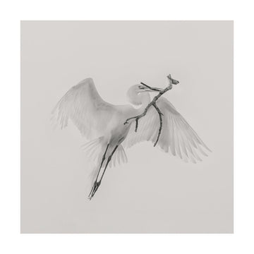 White Egret Carrying Branch | Poster - Passepartout