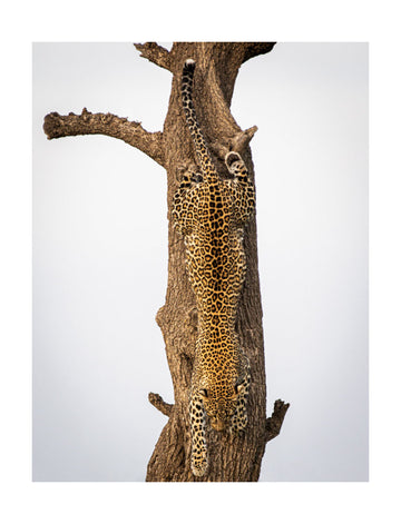 Leopard Descending Tree | Poster - Passepartout
