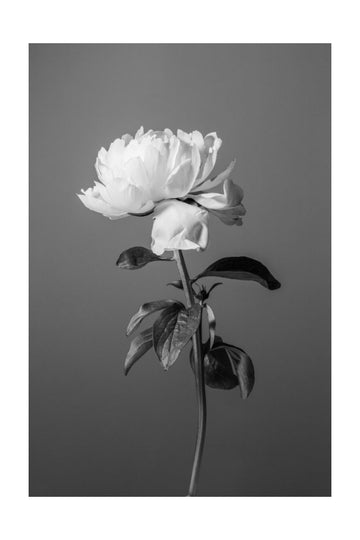 Monochrome Peony Flower | Poster - Passepartout
