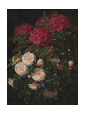 Camellias and Rhododendrons By Johan Laurentz Jensen | Poster - Passepartout