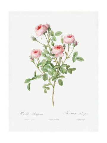 Burgundian Rose, Les Roses (1817–1824) | Poster - Passepartout