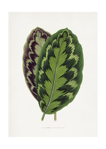 Calathea Veitchiana Leaf Illustration | Poster - Passepartout