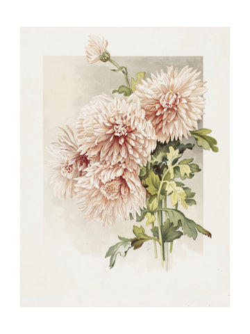 Chrysanthemums | Poster - Passepartout