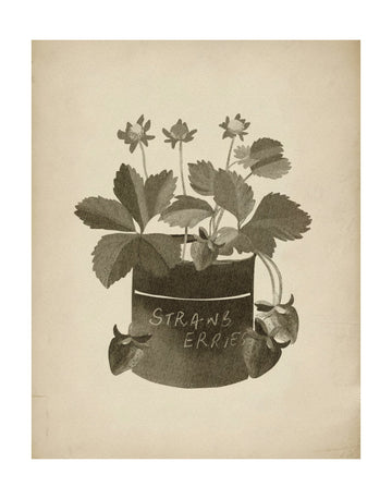 Vintage Strawberry Illustration | Poster - Passepartout