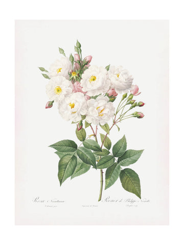 Rosa × Noisettiana, Les Roses (1817–1824) | Poster - Passepartout
