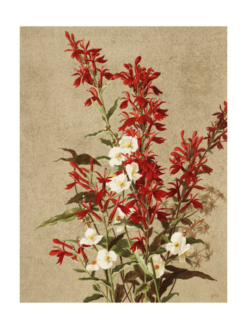 Cardinal Flowers | Poster - Passepartout