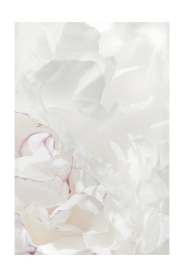 Soft Peony Petals | Poster - Passepartout