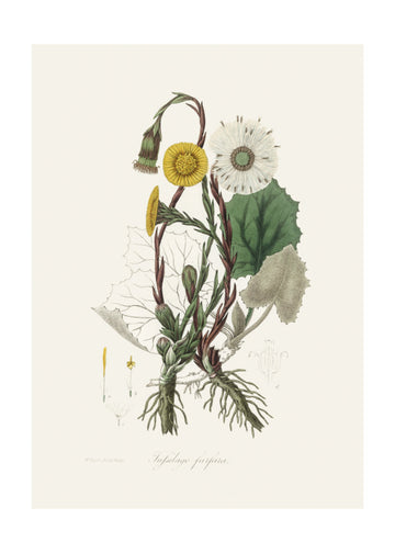 Coltsfoot (tussilago Farfara)  Medical Botany | Poster - Passepartout