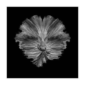 Graceful Betta Portrait | Poster - Passepartout