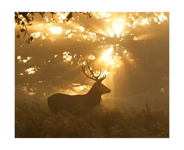 Stag in Golden Light | Poster - Passepartout