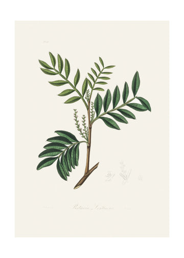 Lentisk (pistacia Lenitiscus) Medical Botany | Poster - Passepartout