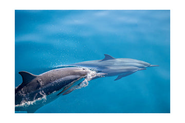 Dolphins In Motion | Poster - Passepartout