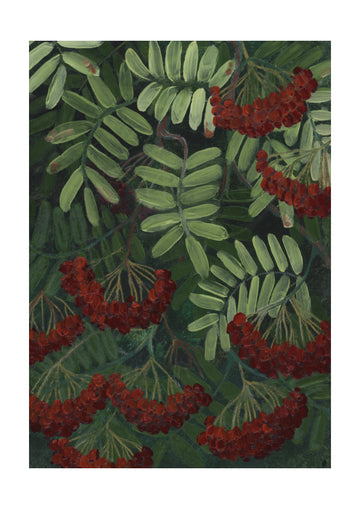 Vibrant Rowan Berries | Poster - Passepartout