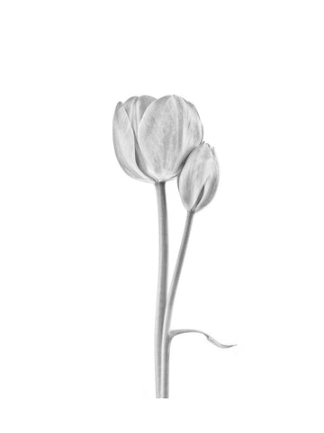 Elegant Tulip Pair | Poster - Passepartout