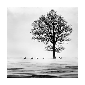 Winter Tree and Deer | Poster - Passepartout