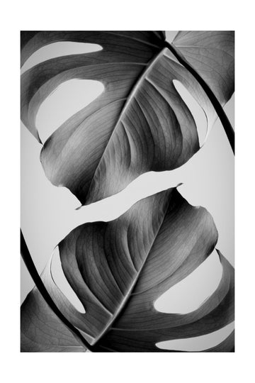 Tropical Monstera Forms | Poster - Passepartout