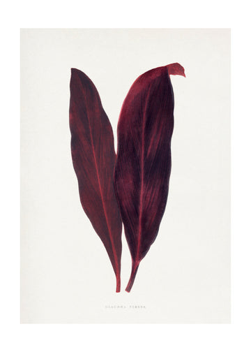 Pink Dracaena Ferrea Leaf Illustration | Poster - Passepartout