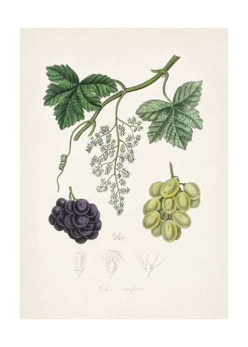 Common Grape Vine (vitis Vinifera) Medical Botany | Poster - Passepartout