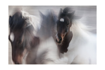 Spirited Horse Motion | Poster - Passepartout