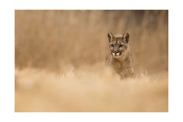 Cougar in Golden Grass | Poster - Passepartout