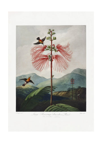 Large–Flowering Sensitive Plant from The Temple of Flora (1807) | Poster - Passepartout