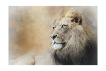 Majestic Lion Gaze | Poster - Passepartout