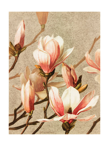 Magnolia | Poster - Passepartout