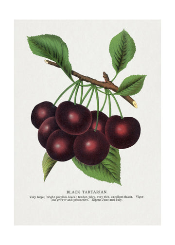 Black Tartarian Cherry Lithograph | Poster - Passepartout