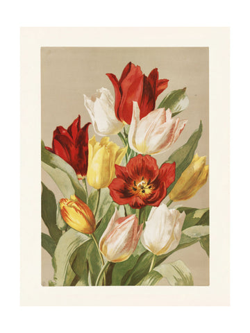Tulips By Ellen Thayer Fisher | Poster - Passepartout