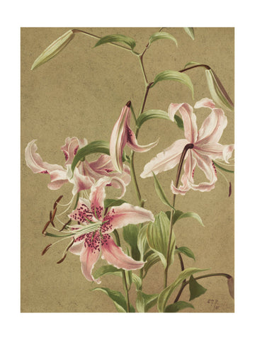 Japan Lily By Ellen Thayer Fisher | Poster - Passepartout