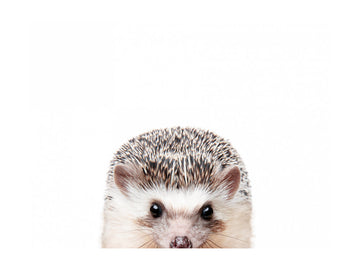 Peeking Hedgehog | Poster - Passepartout