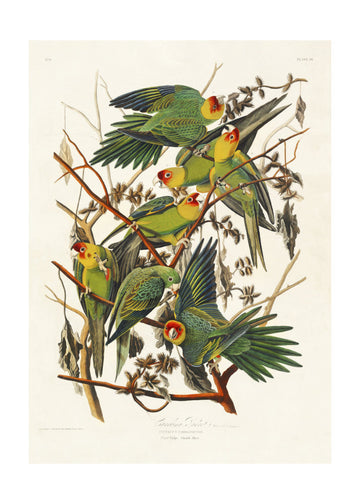 Carolina Parrot From Birds of America (1827) | Poster - Passepartout