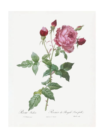Provence Rose, Les Roses (1817–1824) | Poster - Passepartout