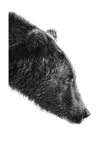 Grizzly Bear Profile | Poster - Passepartout