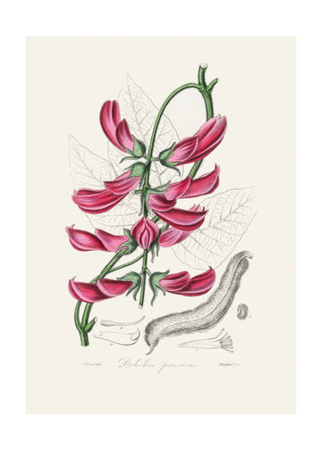 Mucuna Pruriens (dolichos Pruriens) Medical Botany | Poster - Passepartout