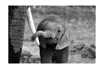 Curious Baby Elephant | Poster - Passepartout