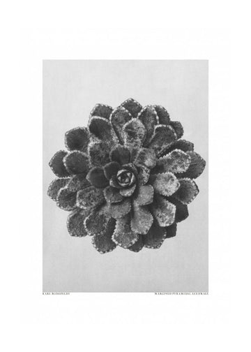 Margined Pyramidal Saxifrage | Poster - Passepartout