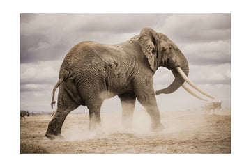 African Elephant Dust | Poster - Passepartout