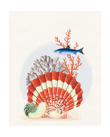 Scallop Shell Coral Fish | Poster - Passepartout