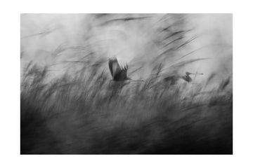 Misty Flight Through Reeds | Poster - Passepartout