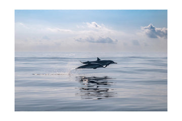 Dolphins Leaping Ocean | Poster - Passepartout