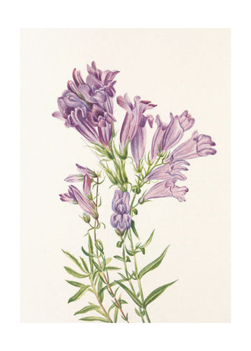Purple Penstemon From North American Wildflowers (1925) By Mary Vaux Walcott | Poster - Passepartout