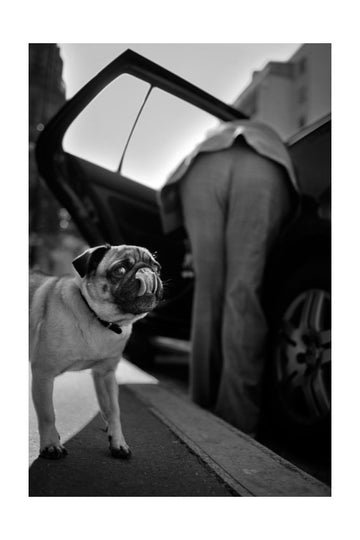 Pug's Funny Moment | Poster - Passepartout