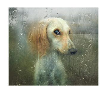 Pensive Dog Rainy Window | Poster - Passepartout